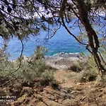 Anethum