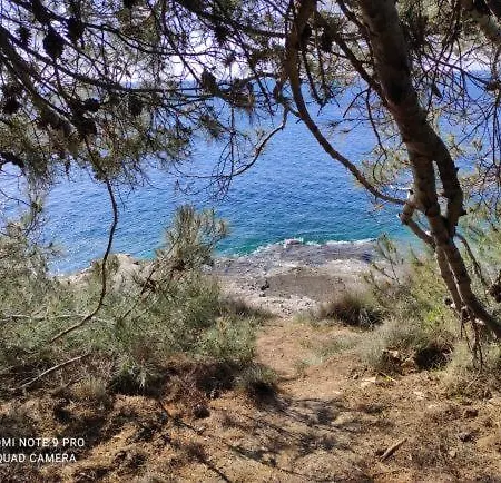 Anethum