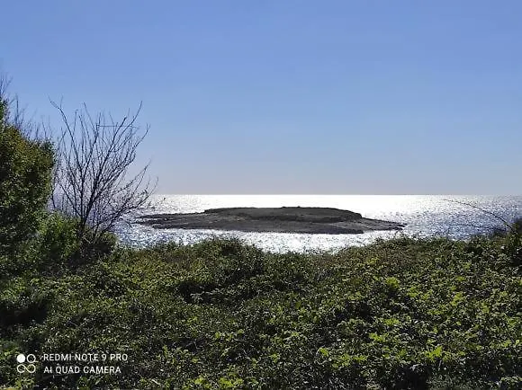 Anethum * Premantura