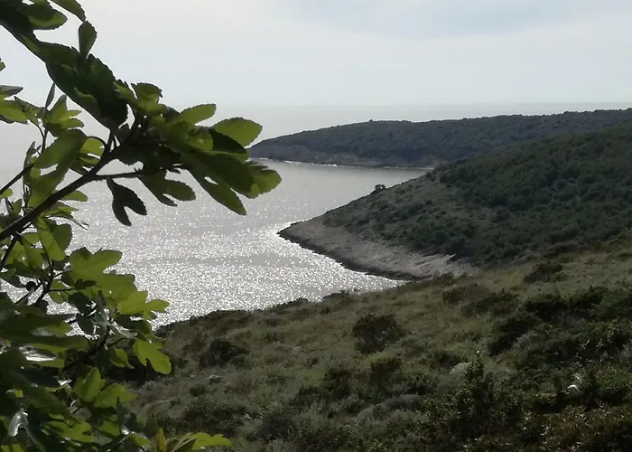 Anethum * Premantura